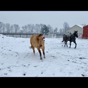 Meet your Posher, Mert